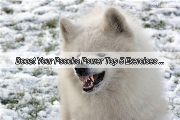 Boost Your Poochs Power Top 5 Exercises to Strengthen Your Dogs Back Legs